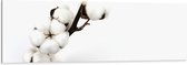 Dibond - Witte Katoenbollentak tegen Witte Achtergrond - 150x50 cm Foto op Aluminium (Wanddecoratie van metaal)