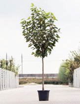 Grote Kersenboom | Prunus avium 'Early Rivers' | Halfstam | 180 - 230 cm | Stamomtrek 11-14 cm | 6 jaar