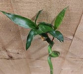 Levende Bamboe stok Lucky Dracaena met krul 50 cm kamerplant