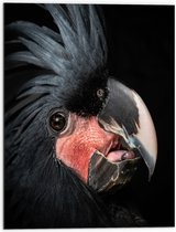 Dibond - Zwartkleurige Kaketoe Vogel tegen Zwarte Achtergrond - 60x80 cm Foto op Aluminium (Wanddecoratie van metaal)