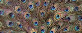 Fotobehang Peacock Feathers | PANORAMIC - 250cm x 104cm | 130g/m2 Vlies
