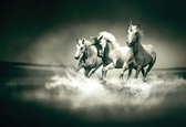 Fotobehang Unicorns Horses Black White | XL - 208cm x 146cm | 130g/m2 Vlies