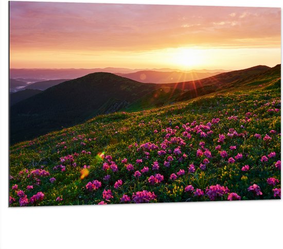 Dibond - Zonsondergang Verdwijnend achter Gebergte vol Paarse Bloemen - 100x75 cm Foto op Aluminium (Met Ophangsysteem)