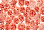 Fotobehang Flowers Roses Red | DEUR - 211cm x 90cm | 130g/m2 Vlies