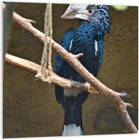 PVC Schuimplaat - Zijaanzicht van Blauwe Zilveroorneushoorn Vogel met Bijzondere Snavel - 100x100 cm Foto op PVC Schuimplaat (Met Ophangsysteem)