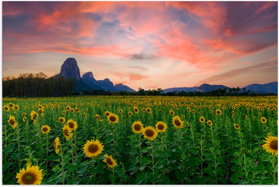 Poster (Mat) - Zonnebloemenveld aan de Rand van Bergen bij Zonsondergang - 75x50 cm Foto op Posterpapier met een Matte look