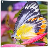 Tuinposter – Zwart met Gele en Oranje Vleugels aan Delias hyparete Vlinder op Roze Bloemen - 80x80 cm Foto op Tuinposter (wanddecoratie voor buiten en binnen)