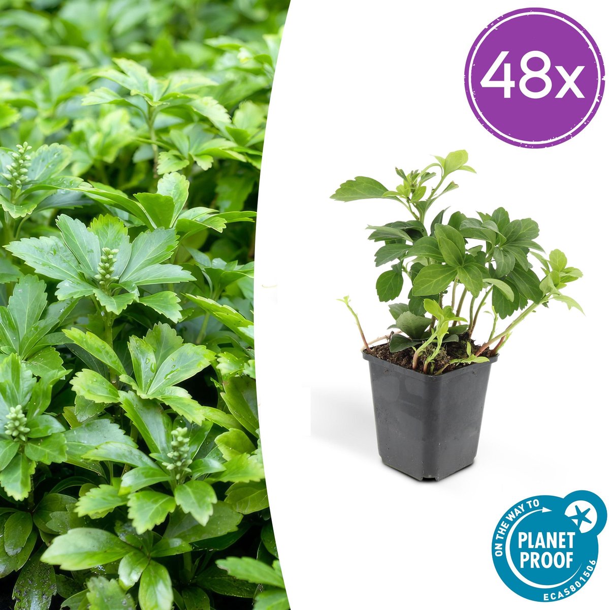 48 Stuks Schaduwkruid, Groenblijvende Bodembedekker, Pachysandra terminalis - 10-25cm - Ø9cm