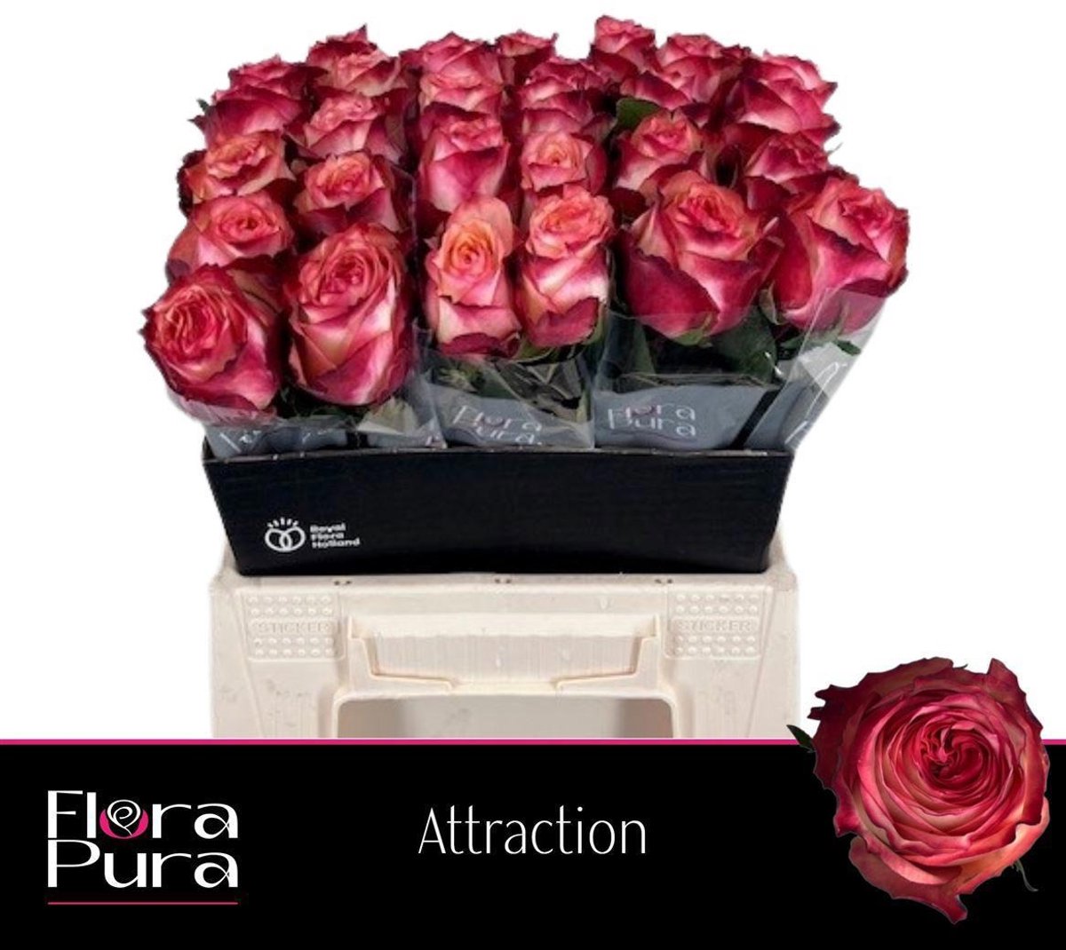 20x Rosa attraction 40cm