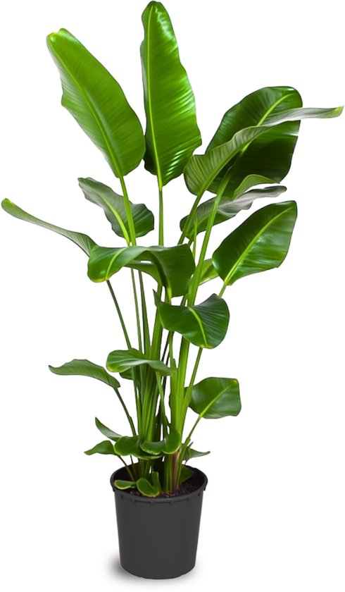 Strelitzia Nicolai - 100 - 120cm Hoog - Paradijsvogelplant - Luchtzuiverend - Pot 21cm
