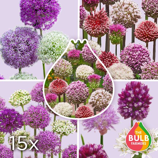 Alliumbollen 15 x ’Mix’ – The Bulb Farmers - Voorjaar – NL gekweekt - Allium Bollen - Bloembollen