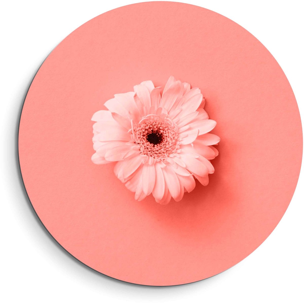 KitchenArt Coral Gerbera – Muurcirkel Binnen - ø 60 cm - Wandcirkel - Mét Ophangsysteem - Wanddecoratie - Muurdecoratie Bloemen, Roze