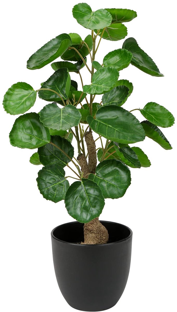 Unyqoos Decoratieve en Onderhoudsvrije Kunstplant van 45 cm voor Binnen en Buiten Groen, Zwart