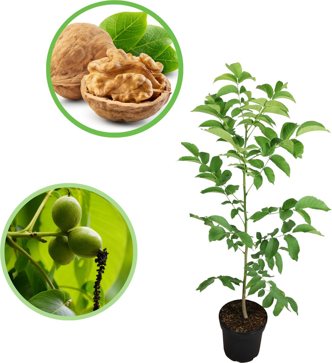 Walnoot / Okkernoot 80-100 cm (in pot) - Juglans regia - Ø23 cm - groei eetbare noten - snelle groeier - weinig onderhoud