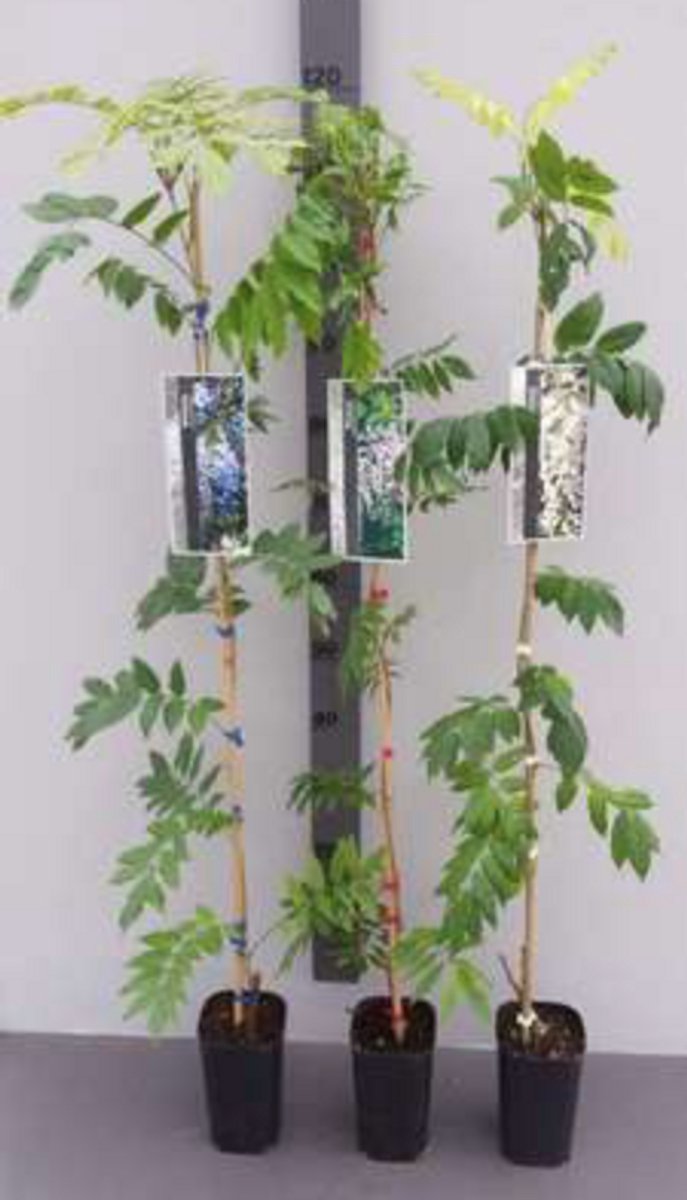 Wisteria sin. 'Prolific' ( 'boskoop') - Chinese Blauwe Regen80-100 cm | pot