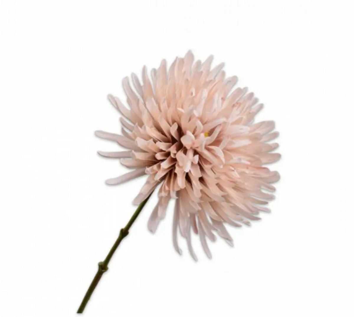 Chrysant tak beige 60 cm