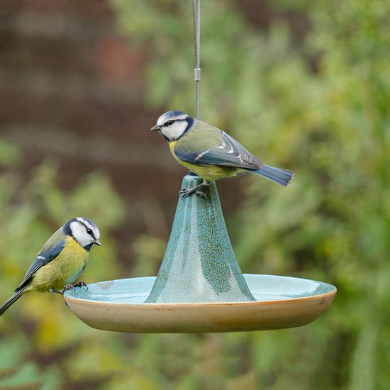 Twee blauwe mezen op een keramische drinkschaal in de vorm van een tajine, met een lichtgroene glazuur.