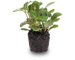 Fittonia Joly Josan - Rood/groen - Mozaiekplantje