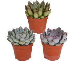 Echeveria mix 8,5 cm | 3 stuks