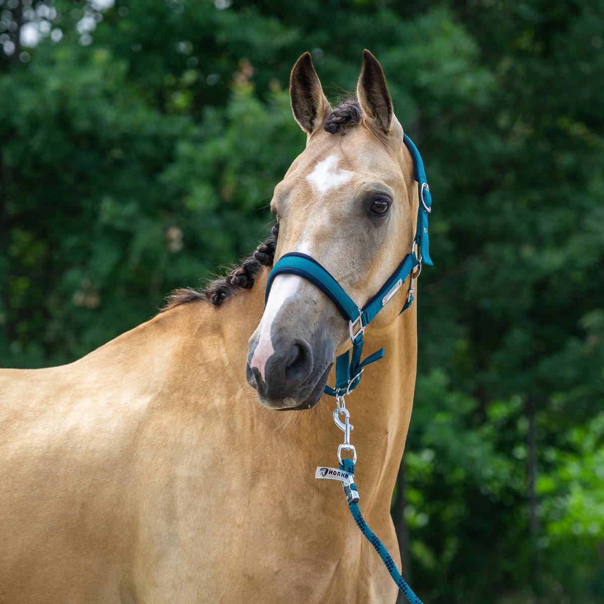 Halster Set Classic Delight | Shetlander