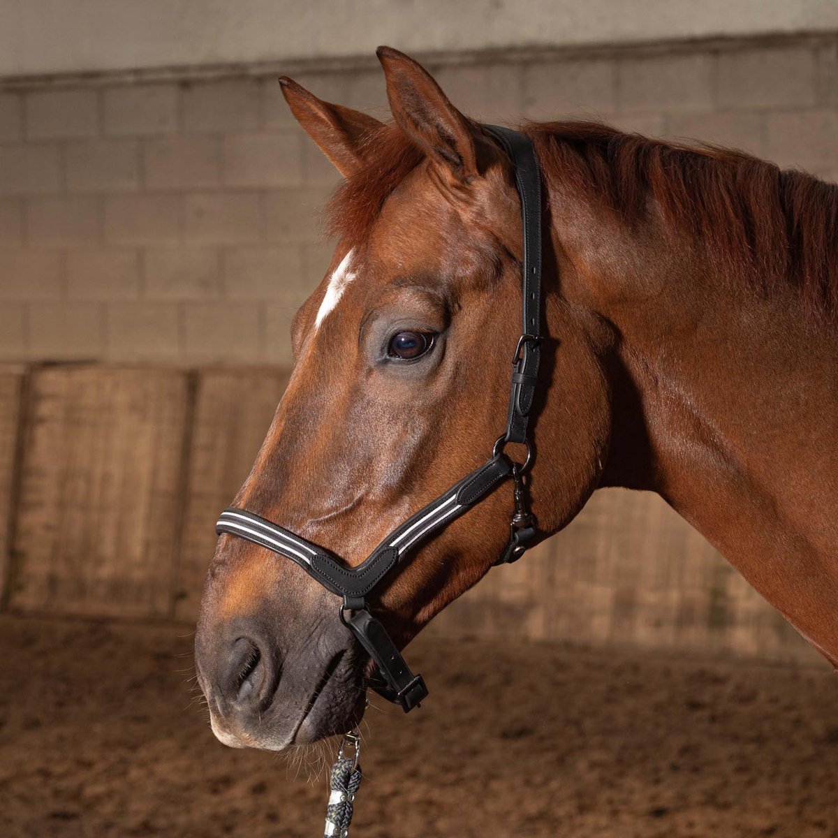 Halster Leder Flash | Full