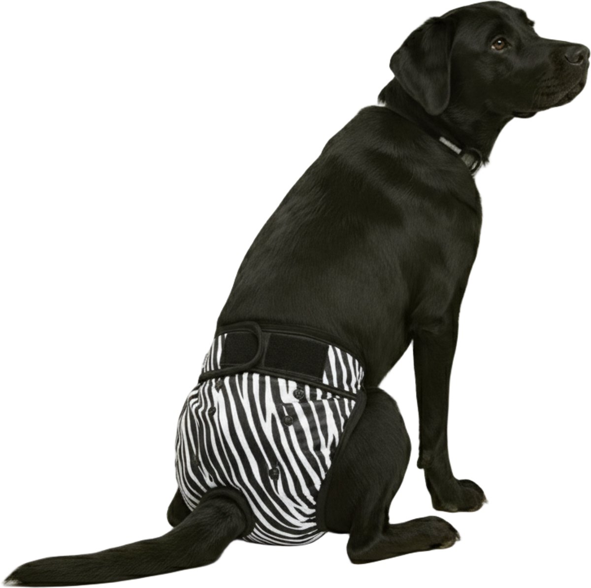 Loopsheidbroekje hond - zebra - maat XL - voor grote honden - herbruikbaar - hondenbroekje - hondenluier - loopsheid - ongesteldheid - voorkomt ongewenste zwangerschappen bij teefjes - milieuvriendelijk - verantwoord - perfecte pasvorm
