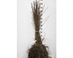 10 x Alnus incana - Witte Els 30-50 cm | Blote wortel