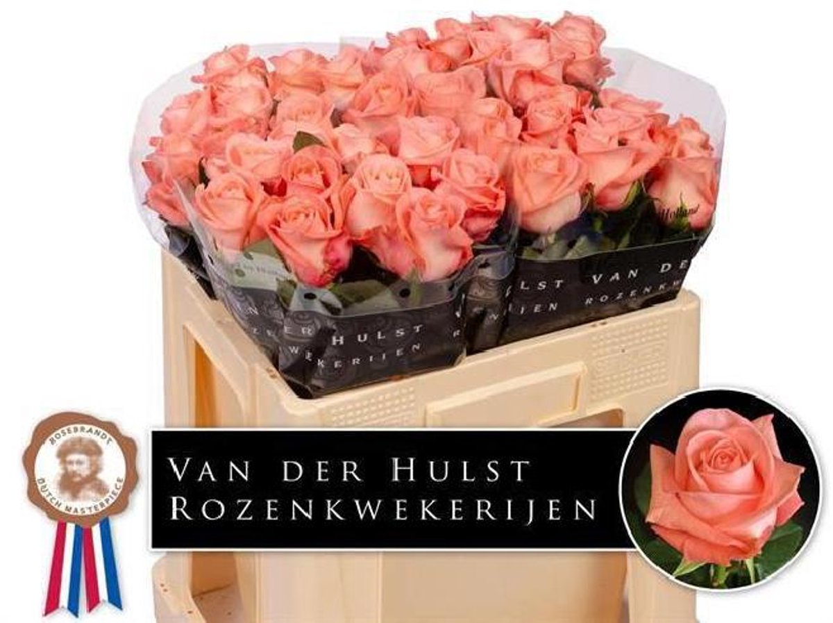 10x Rosa big girl 50cm