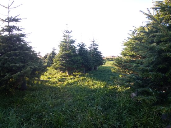 Echte Nordmann kerstboom 150/175 cm in pot gekweekt