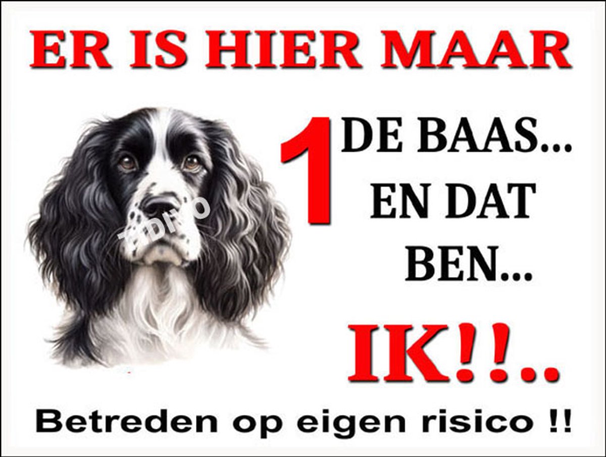 Engelse Springer Spaniel 26