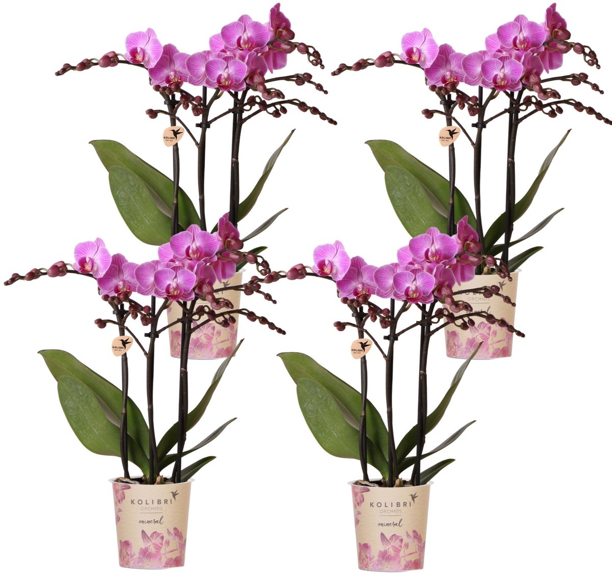 Kolibri Orchids | COMBI DEAL van 4 Phalaenopsis orchideeën - Vienna - potmaat Ø9cm | bloeiende kamerplant - vers van de kweker