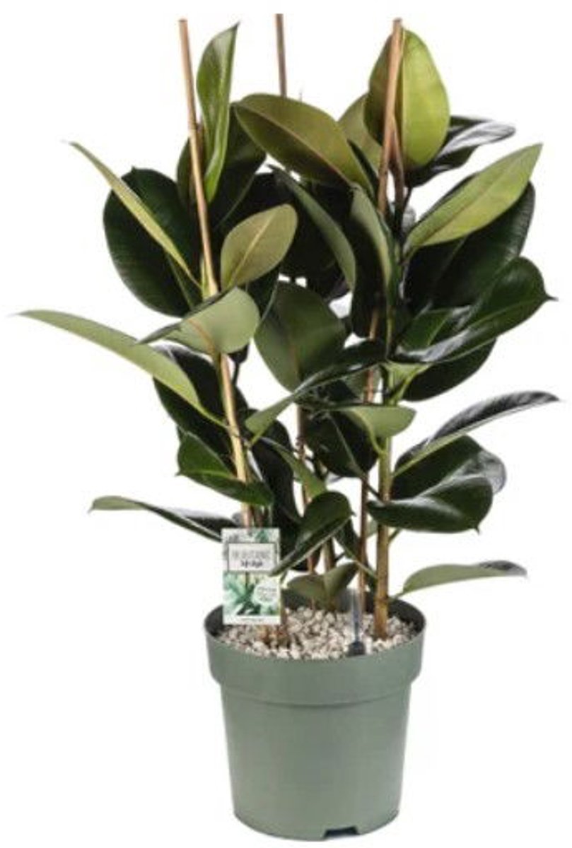 Beautanic lifestyle - Kamerplant Rubberboom (Ficus elastica 'Mandel...