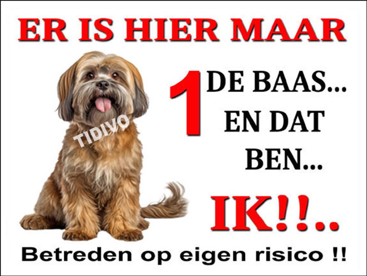 Lhasa Apso 26