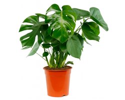 Monstera Deliciosa - Gatenplant - Kamerplanten - Luchtzuiverend - Gemakkelijk Onderhouden - 60-80 cm Hoog - Pot 17 cm