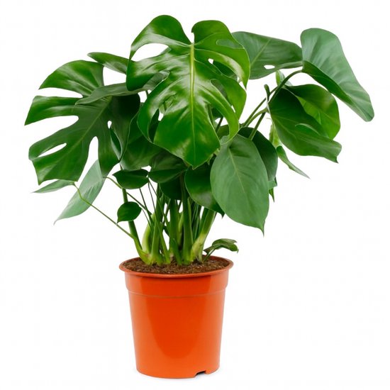 Monstera Deliciosa - Gatenplant - Kamerplanten - Luchtzuiverend - Gemakkelijk Onderhouden - 60-80 cm Hoog - Pot 17 cm