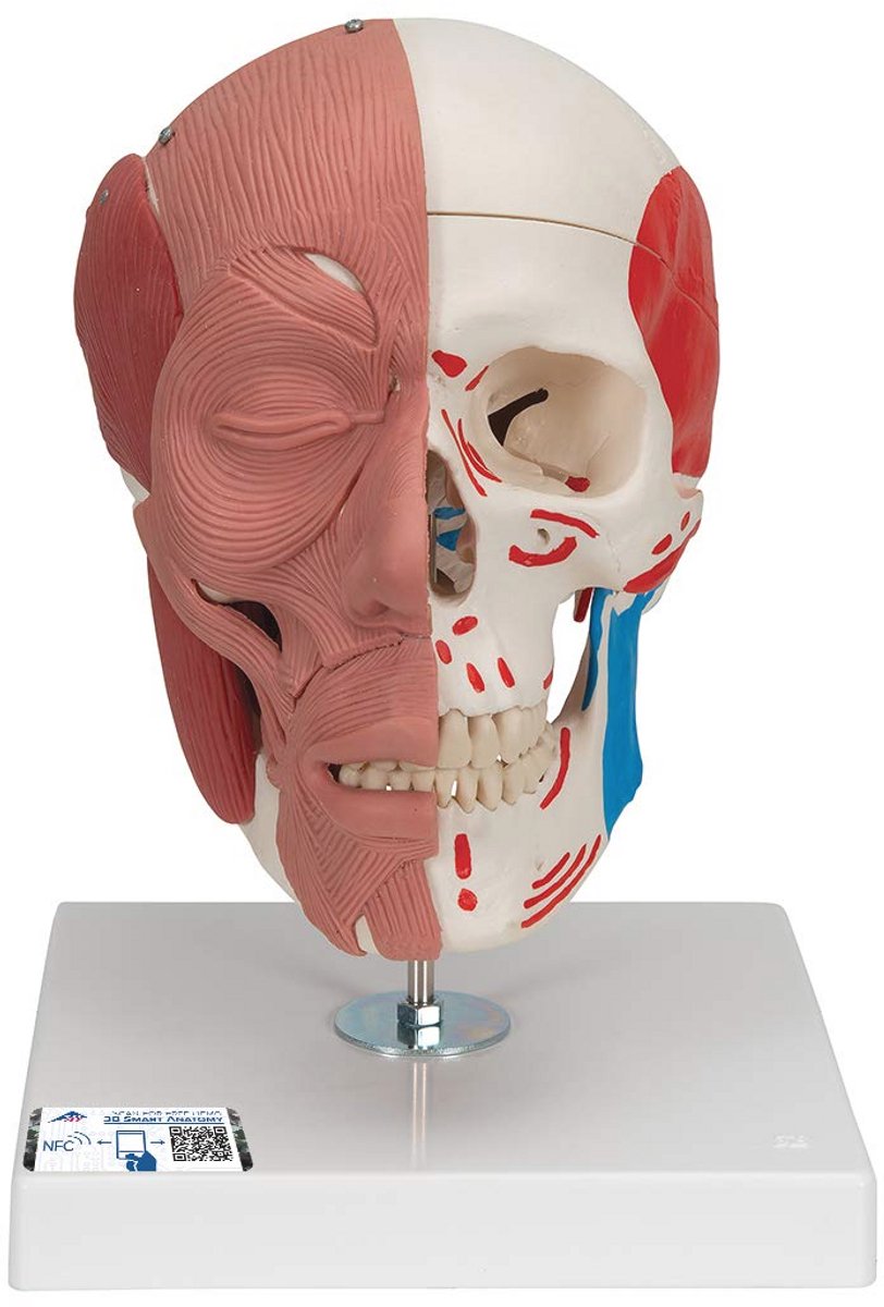 Menselijk Anatomie Model met Gezichtsspieren en Gratis Anatomie App