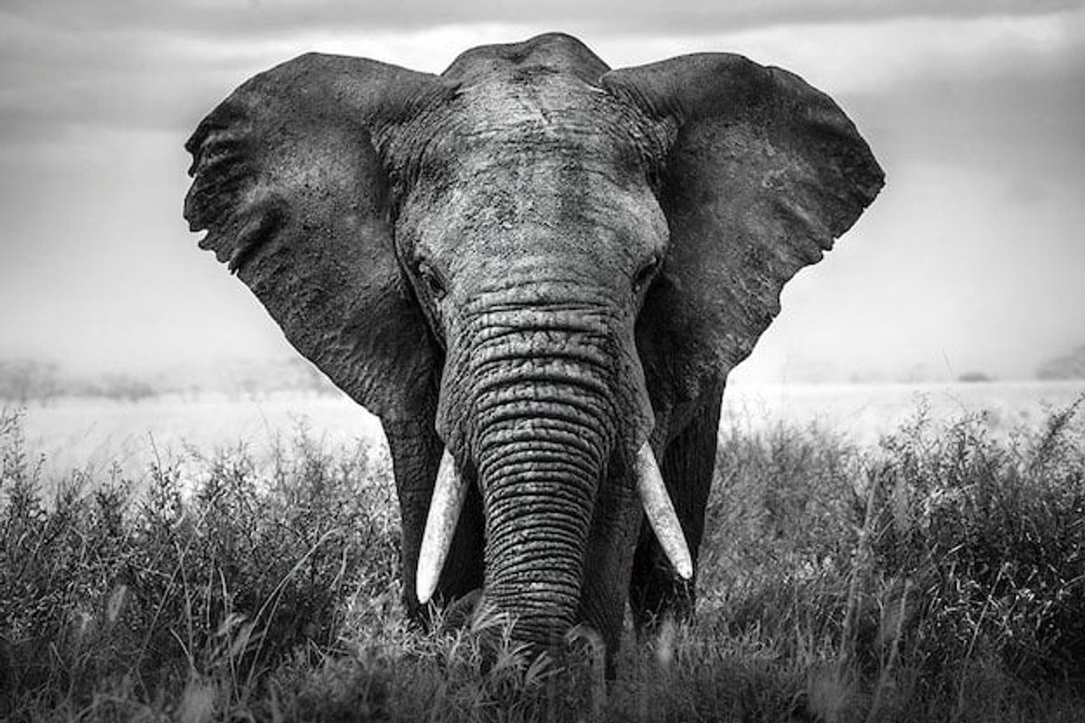 karo-art Poster - Olifant komt op je af, zwart/wit, Premium print, verpakt in kartonnen rolkoker Multikleur
