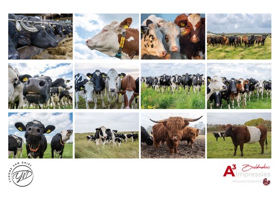 Koeien Kalender 2026 maandindeling 40cm hoog x 30 cm breed met grote foto's en notitieruimte. gratis verzending