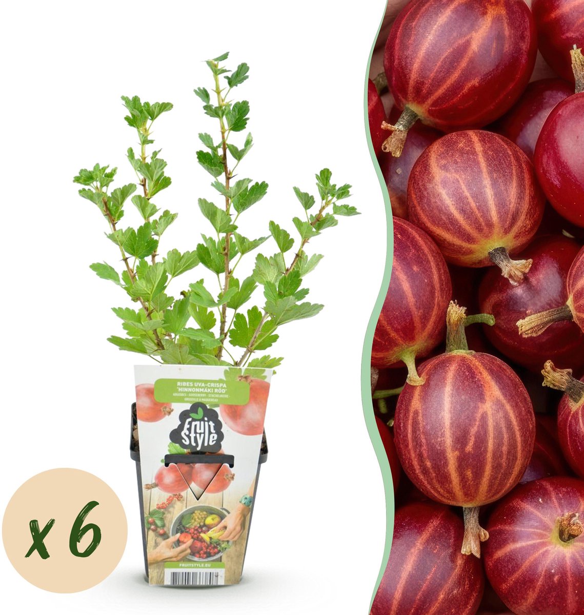 Plantenboetiek.nl | Kruisbes - Ribes uva-crispa Hinnonmaki Rod - Winterhard - 6 Planten - Ø9cm - 15-25cm hoog - Tuinplant