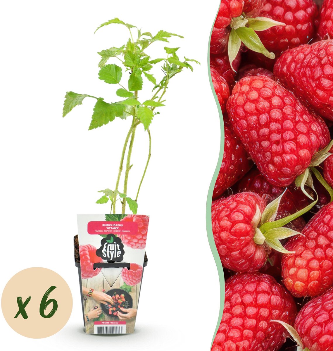 Plantenboetiek.nl | Framboos - Rubus idaeus Heritage - Winterhard - 6 Planten - Ø9cm - 15-25cm hoog - Tuinplant
