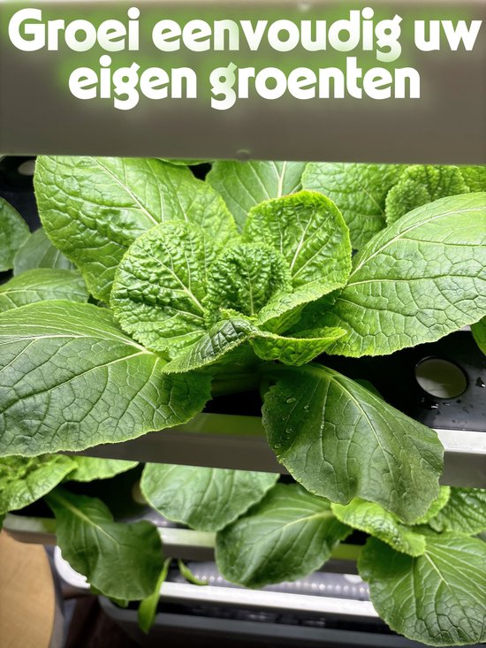 Gedetailleerde close-up van verse, sappige groene bladgroenten die groeien in een geavanceerd kweeksysteem.