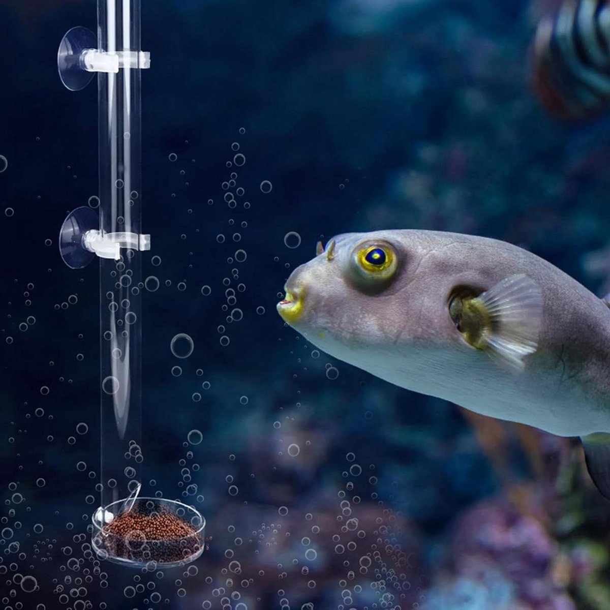 Cosensi - Acryl Transparante Feeder Buis en Plaat voor Garnalenvissen - Duurzaam en Kristalhelder - Aquarium Voerbuis van 32 cm lengte met Garnalen Feeder功能