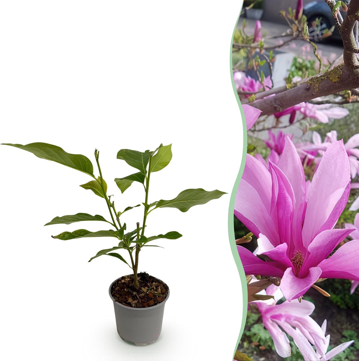 Plantenboetiek.nl | Magnolia Susan - Bloem Paars - Bladverliezend - Weinig Onderhoud - Ø12cm - 30cm hoog - Tuinplant
