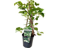 Klimhortensia - Hydrangea Petiolaris | Klimplant - Hortensia - Wit bloeiend met schermen van witte bloemen - Meerjarig en Winterharde tuinplanten - Muren en schutting planten | 3 liter pot