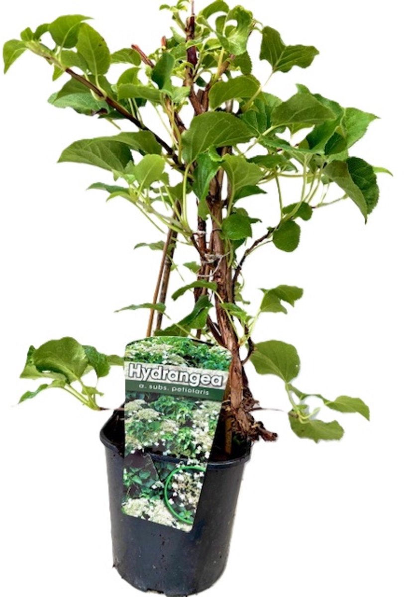 Klimhortensia - Hydrangea Petiolaris | Klimplant - Hortensia - Wit bloeiend met schermen van witte bloemen - Meerjarig en Winterharde tuinplanten - Muren en schutting planten | 3 liter pot