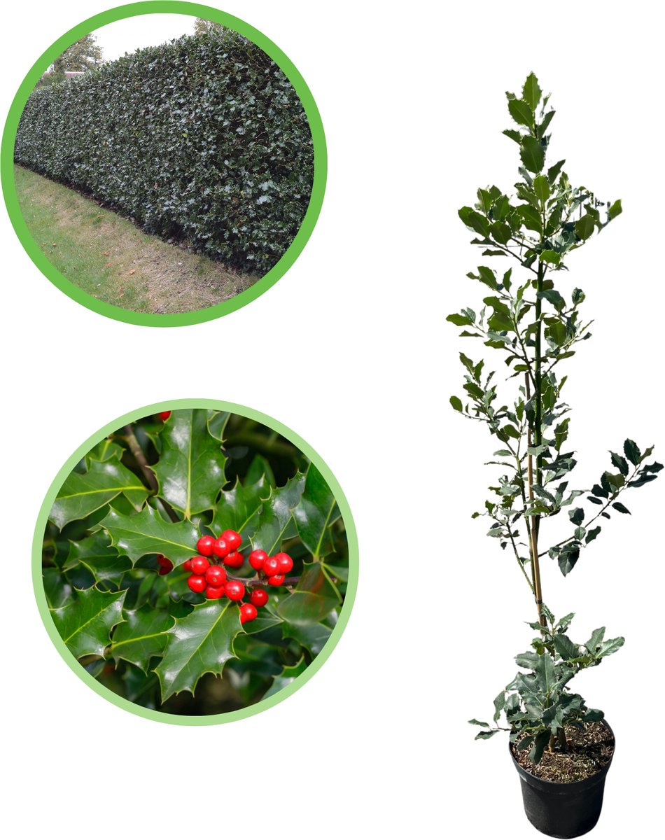 Gewone hulst 80-100 cm (in pot) - Ilex aquifolium - Ø19 cm - rode bessen voor vogels - - onderhoudsarm