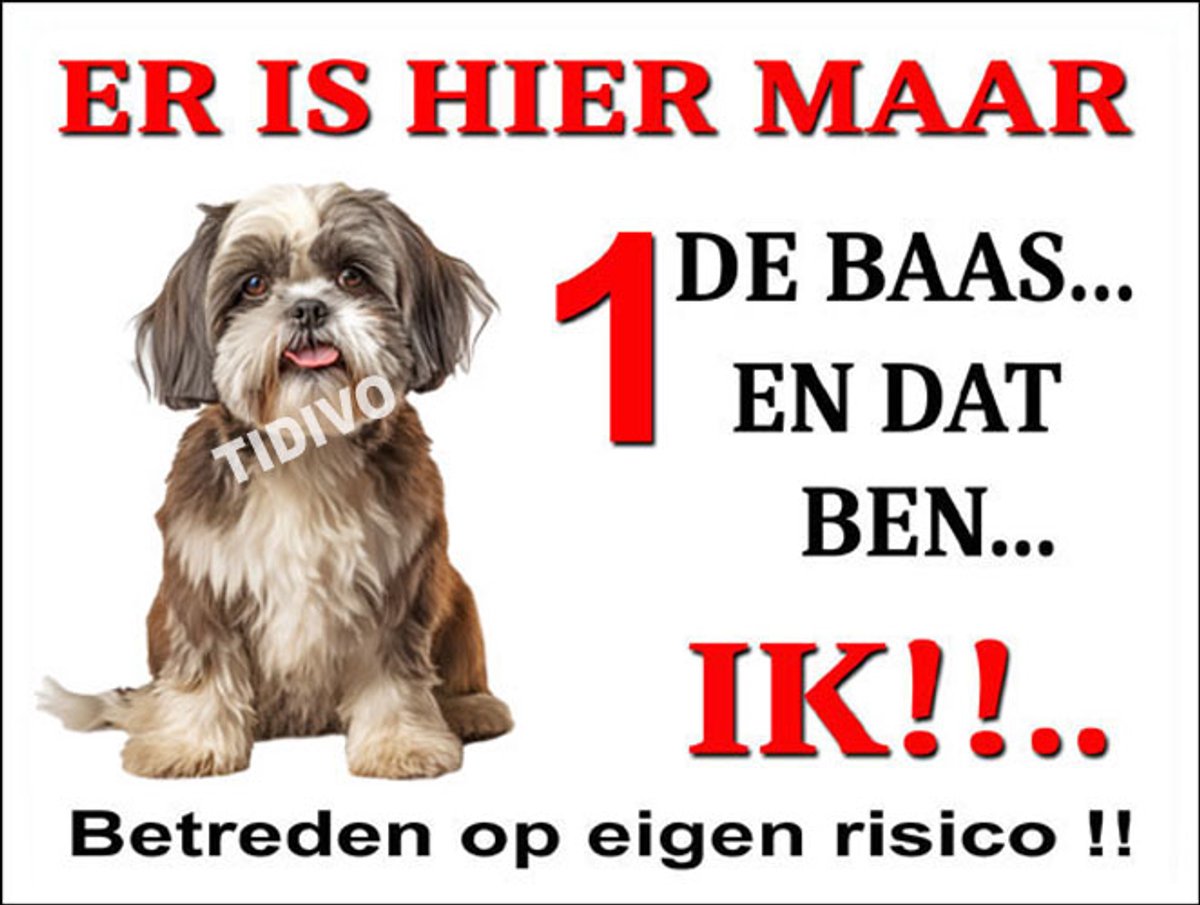 Shih Tzu 26