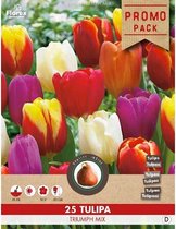 Grootverpakking Triumph tulpen mix 11/12 25st