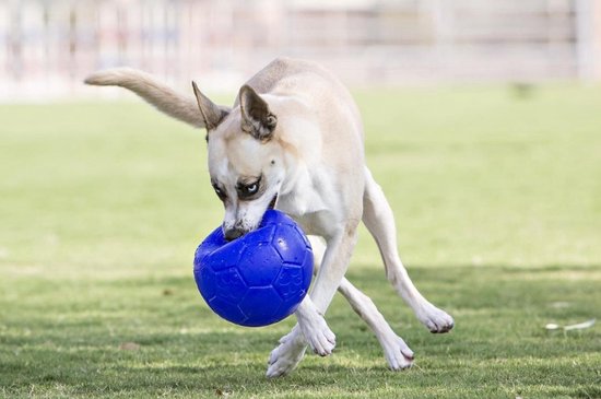 Lichtbruine hond met blauwe bal in bek, rent op gras.