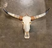 Skull Echt - Bali - Buffelschedel - Dierenhoofd - SKULL - 90 cm breed